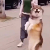 Hond snapt het niet 