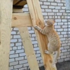 Russische kattenfluisteraar