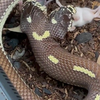 Tweekoppige slang doet eten