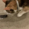 Kat neemt elke dag levende muizen mee het huis in