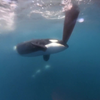 Nederlands zeilteam ook aangevallen door orka's