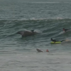 Dolfijnen surfen mee