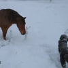 Hond en paard in de schnee