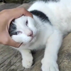Poes is statisch geladen 