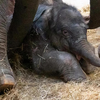 Nieuw olifantje geboren