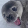 Hoe klinkt een jonge zeehond?