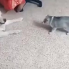 Woef woef woef 