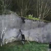 Chimpansees gebruiken takken als ladder