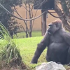 Hoi Gorilla 