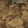 Worm pwnt schildpad