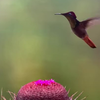 Voedertijd voor kolibrie 