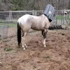Ga je lekker paard? 