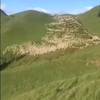 1 Herdershond vs kudde schapen