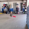 Passje op de hond