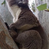 Koala stikt in eigen paringsroep