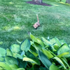 Hoe een vos een eekhoorn vangt