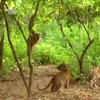 Apen zijn klootzakjes 