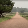 Wolven gespot op de hei bij Uddel