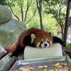 Rode panda heeft het warm 