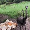 Struisvogel heeft honger