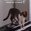 Kat maakt filmmuziek