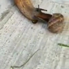 Slakken doen intieme kussjes geven