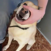 Hond met mumbleraptalent