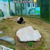 Pandabeertjes
