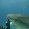 Knuffelen met haaien als hobby