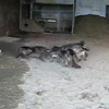 Wolven verscheuren man z'n broekje