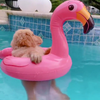 Puppy chillt in zwembad