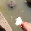 Schildpad voeren