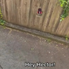 Hey Hector!