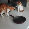 2 Cats, 1 pan
