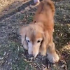 Blind hondje is blij 
