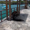 Zeehonden op vakantie