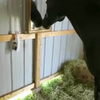 Paard ontdekt spiegel
