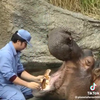 Nijlpaard naar de tandarts