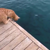 Kat is pro-visser