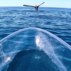 Zeldzame waarneming van een 'staartzeilende' walvis