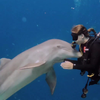 Dolfijn hartje duikmeisje