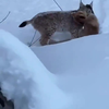 Lynx vangt vos