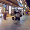 Hond laat panda uit