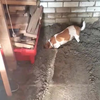 Wat zit die hond nou te graven?