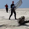 Grijze zeehond verlossen van vishaken 