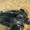 Jongens in Marokko brengen schildpad terug naar de water