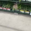 Doe-het-zelf konijn