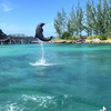 Dolfijnen fluisteraars