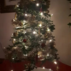 Kat en kerstboom 