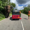 Olifant vs. Tuktuk: Deel 2